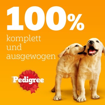 Zwei verspielte Golden Retriever Welpen sind vor einem leuchtend orangefarbenen Hintergrund zu sehen, mit dem Text "100% komplett und ausgewogen" und dem Pedigree-Logo.