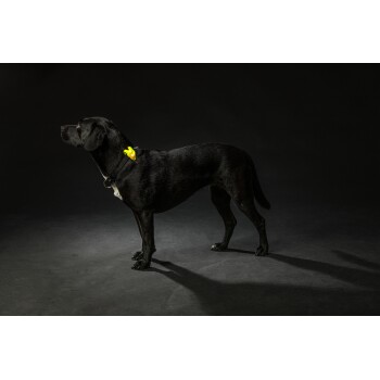 Een zwarte hond staat in profiel tegen een donkere achtergrond, met een halsband waaraan een klein geel speeltje is bevestigd.