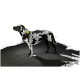 Ein schwarzer Hund steht im Profil vor einem dunklen Hintergrund und trägt ein Halsband mit einem kleinen gelben Spielzeug.