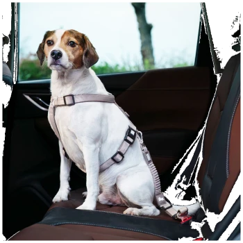Weißer Hund trägt ein beigefarbenes Auto-Geschirr mit weißem Anhänger, am Sicherheitsgurt befestigt, sitzt auf der hinteren Ledersitzbank.
