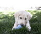 Junger hellgelber Labradorwelpe liegt im Gras und kaut an einem blauen Ball.