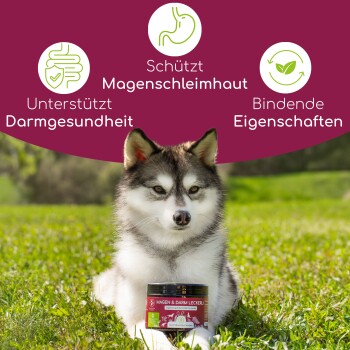 Ein Hund sitzt auf Gras vor einem Glas mit der Aufschrift "Magen & Darm Leckerli", mit Symbolen und Text, die Vorteile für die Verdauungsgesundheit hervorheben.