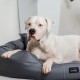 Ein muskulöser weißer Hund liegt auf einem grauen Haustierbett mit einem schwarzen "tierlando"-Tag und schaut direkt in die Kamera.
