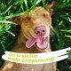 Ein glücklicher brauner Hund liegt im grünen Gras mit geschlossenen Augen und herausgestreckter Zunge, begleitet von dem Text "Du brauchst mehr Entspannung?"