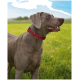 Ein grauer Hund mit einem roten Halsband steht auf einer grasbewachsenen Fläche und schaut zur Seite mit einem glücklichen Ausdruck.