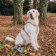 Ein Golden Retriever sitzt auf gefallenem Laub, trägt ein blaues Geschirr und eine Leine, mit Bäumen und Grün im Hintergrund.