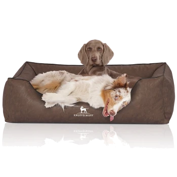 Ein entspannter Hund, der in einem plüschigen braunen Haustierbett mit dem Logo "KNUFFELWUFF" auf der Vorderseite liegt.