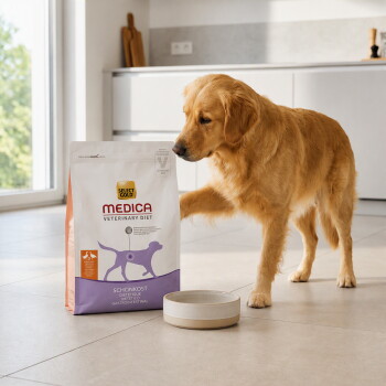 Golden Retriever reniflant un sac de nourriture Select Gold MEDICA Veterinary Diet à côté d'un bol vide dans une cuisine. – Généré par IA