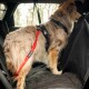 Universeller Bungee Autogurt für Hunde & Katzen rot