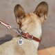 Achteraanzicht van een lichtbruine hond met bruine leren halsband en riem; ronde QR-tag met cijfers en klein rood label.