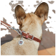 Tan dog from rear wearing brown leather collar and leash; round QR tag with numbers and small red label.