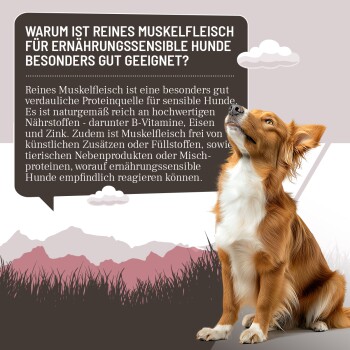 Brauner und weißer Hund sitzt und schaut nach oben neben deutschem Text über reines Muskelfleisch für sensible Hunde.