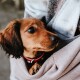 Ein kleiner brauner Hund schaut aus einer gemütlichen, hellen Tasche, die von einer Person getragen wird, und zeigt einen warmen und liebevollen Moment zwischen Haustier und Besitzer.
