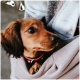 Ein kleiner brauner Hund schaut aus einer gemütlichen, hellen Tasche, die von einer Person getragen wird, und zeigt einen warmen und liebevollen Moment zwischen Haustier und Besitzer.