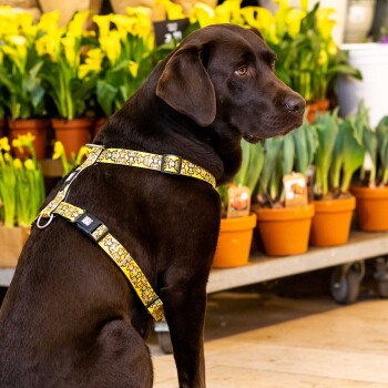 Schokoladenfarbener Labrador trägt gelbes Geschirr mit Cartoon-Hundegesichtern, sitzt vor gelben Topfblumen.