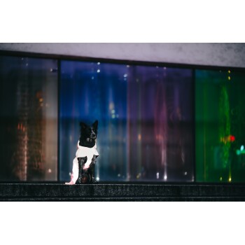 Ein schwarzer Hund, der ein weißes Outfit und einen schwarzen Schal trägt, sitzt auf einer Steinmauer vor bunten, beleuchteten Glasplatten.