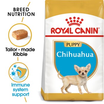Chihuahua Puppy 1.5 kg