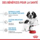 Image d'une mère Saint-Bernard avec son chiot à côté d'un bol de nourriture Royal Canin rouge, avec un texte sur les bienfaits pour la santé en français.