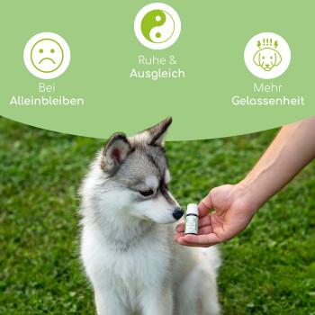 Ein flauschiger grau-weißer Hund schaut auf eine Flasche, die als beruhigend gekennzeichnet ist, perfekt gegen Einsamkeit und zur Reduzierung von Jammern.