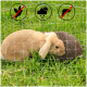 Zwei Kaninchen, beige und braun, kuscheln auf grünem Gras, umgeben von einem Schutznetz mit Symbolen für Vogel-, Regen- und chemischen Schutz.