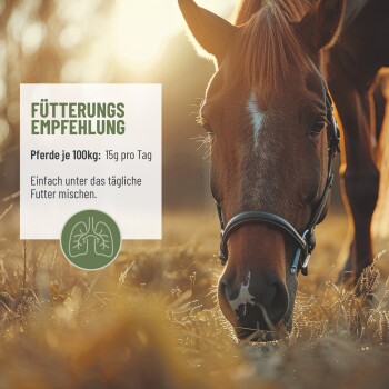 Nahaufnahme eines weidenden Pferdes auf einer sonnenbeschienenen Wiese mit Fütterungshinweis: "Pferde je 100kg: 15g pro Tag ins Futter mischen."
