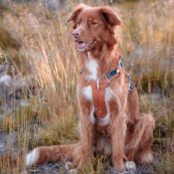 Rotbrauner Hund mit weißer Brust trägt ein hellbraunes Leder-Geschirr mit blauen Riemen und sitzt im hohen, trockenem Gras; Gesicht unscharf.