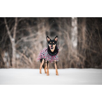 Ein schwarz-brauner Hund in einem bunten, gemusterten Wintermantel steht im Schnee, leckt sich die Lippen, während Bäume im Hintergrund verschwommen sind.