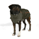 Ein tanfarbener Hund trägt eine stilvolle olivgrüne Jacke mit orangefarbenen Akzenten und steht im Freien vor einem verschwommenen Hintergrund.