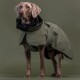 Weimaraner-Hund trägt einen grün-schwarzen wasserdichten Hundemantel vor grünem Hintergrund.