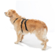 A golden retriever wearing a black harness, standing sideways against a white background.