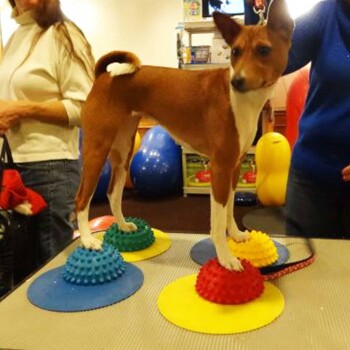 Ein Hund steht auf bunten strukturierten Trainingspads in einem Tiergeschäft, umgeben von Menschen und verschiedenen Haustierbedarf.