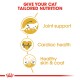 Maine Coon Adult 2 kg