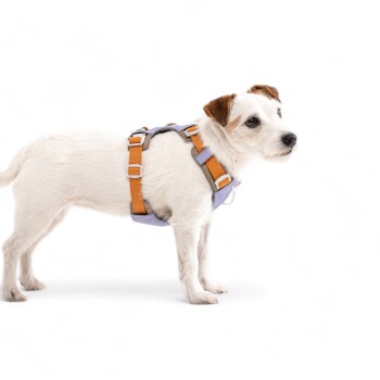 Ein kleiner weißer Hund mit einem lila und orangefarbenen Geschirr, der vor einem weißen Hintergrund steht und zur Seite schaut.