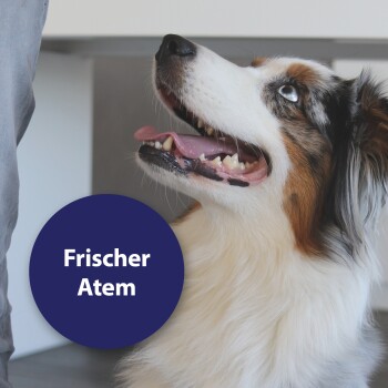 Eine Nahaufnahme eines glücklichen Hundes, der nach oben schaut, mit einer Sprechblase, die "Frischer Atem" in Weiß auf einem dunkelblauen Kreis zeigt.