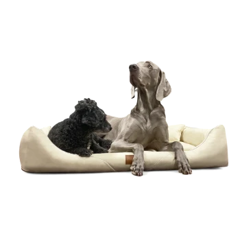 Zwei Hunde, ein kleiner schwarzer lockiger Hund und ein großer grauer Hund, liegen zusammen auf einem beigen Haustierbett.