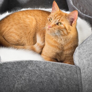 Eine flauschige orange Katze, die in einem gemütlichen grauen Haustierbett mit weißem Innenraum liegt und neugierig in die Kamera schaut.
