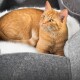 Eine flauschige orange Katze, die in einem gemütlichen grauen Haustierbett mit weißem Innenraum liegt und neugierig in die Kamera schaut.