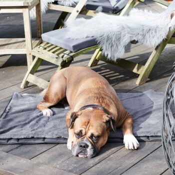Ein brauner Boxerhund liegt auf einer grauen Tiermatte auf einer Holzterrasse, mit Gartenstühlen und Kunstfellüberwürfen im Hintergrund.