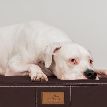 Ein weißer Hund, der seinen Kopf auf einem braunen Haustierbett ruht, mit einem sichtbaren Etikett, das "tierlando" an der Seite liest.