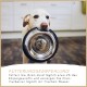 Eine Edelstahlschüssel für Hunde auf einem Holzboden, mit einem verschwommenen Hund dahinter. Der Text empfiehlt, täglich 4% des Körpergewichts zu füttern.