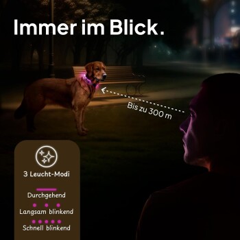 Ein Golden Retriever mit einem leuchtenden Halsband steht nachts in einem Park, mit Sichtbarkeit bis zu 300 Metern und drei Lichtmodi.