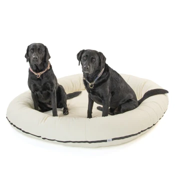 Zwei schwarze Labrador Retriever sitzen auf einem großen, runden, cremefarbenen Hundebett mit dunklem Rand.