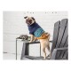 Ein verspielter Mops in einem bunten Pullover steht auf einem Stuhl und schaut mit einer Vintage-Kamera und Lichterketten im Hintergrund in die Kamera.
