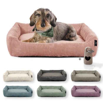 Hundebett waschbar, robuster Breit-Cordstoff mit Gratis-Beigabe Ein gemütliches pinkes Hundebett mit einem braunen Dackel, der ein grünes Halstuch trägt und darauf ruht, umgeben von verschiedenen farbigen Hundebetten und einem Spielzeug.