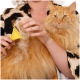 Eine Person bürstet sanft eine flauschige orangefarbene Katze mit einem gelben Pflegewerkzeug und zeigt die leuchtenden Augen und das lange Fell der Katze.