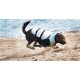 Ein schwarzer Labrador-Retriever, der eine weiße Schwimmweste trägt, läuft verspielt an einem sandigen Strand in der Nähe des Wassers.