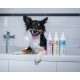 Ein glücklicher schwarz-brauner Hund sitzt in einer Badewanne neben drei Flaschen Tier-Shampoo: "Shampoo Shine," "Shampoo Care" und "Shampoo Clean."