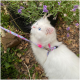Weißer langhaariger Kater/Katze mit blauen Augen trägt rosa Blumen-Geschirr und -Leine und blickt nach oben zwischen Lavendelblüten und trockenen Blättern.