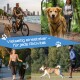 Collage von Menschen, die mit Hunden spazieren gehen, Rad fahren und joggen, mit freihändigen Leinen, mit deutschem Text „Vielseitig einsetzbar – für jede Aktivität“.