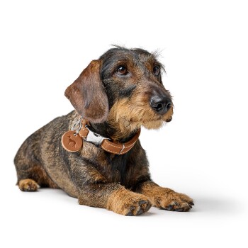 Drahthaariger brauner Dackel liegt vor weißem Hintergrund und trägt ein braunes Lederhalsband mit einer runden Hundemarke.